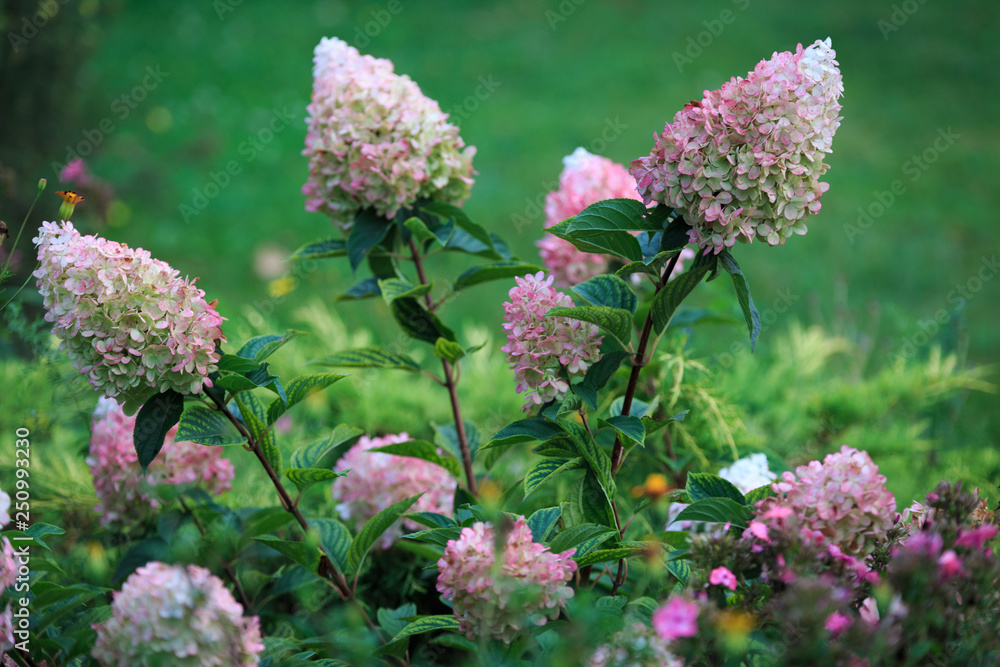 Obraz premium gorgeous hydrangea flowers on a light green blurred nature background