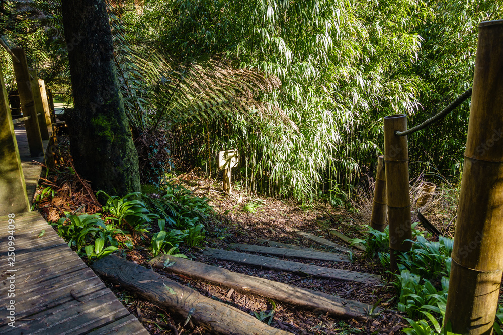 green park wooden walkway for tourists, steps down the reed jungle; the tree is overgrown with moss green park wooden walkway for tourists, steps down the reed jungle; the tree is overgrown with moss