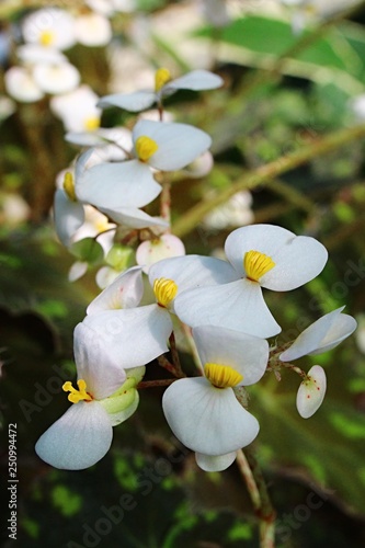 Cluster of small white spring flowers of Begonia Bowerae photo