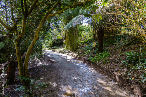 wet  muddy trail in the park between trees  bamboo and palm trees  trees are overgrown with moss and look like jungle