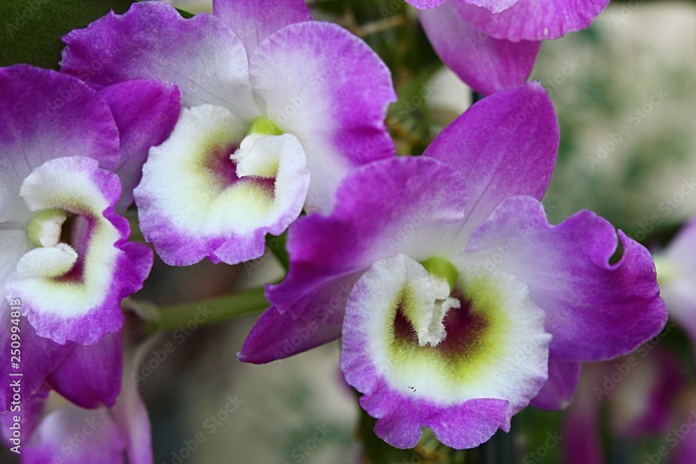 Pink variety of orchid Dendrobium Nobile, national flower of Sikkim