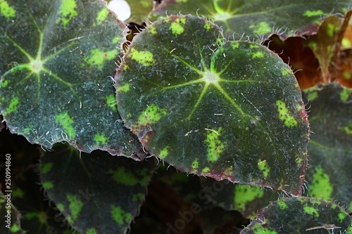Light to dark green leaves of Begonia Bowerae with jagged edges photo