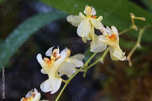 Fototapeta Naklejka Na Ścianę i Meble -  Creamy white to yellow little scenty flower of Oncidium kind, with delicate chocolate smell