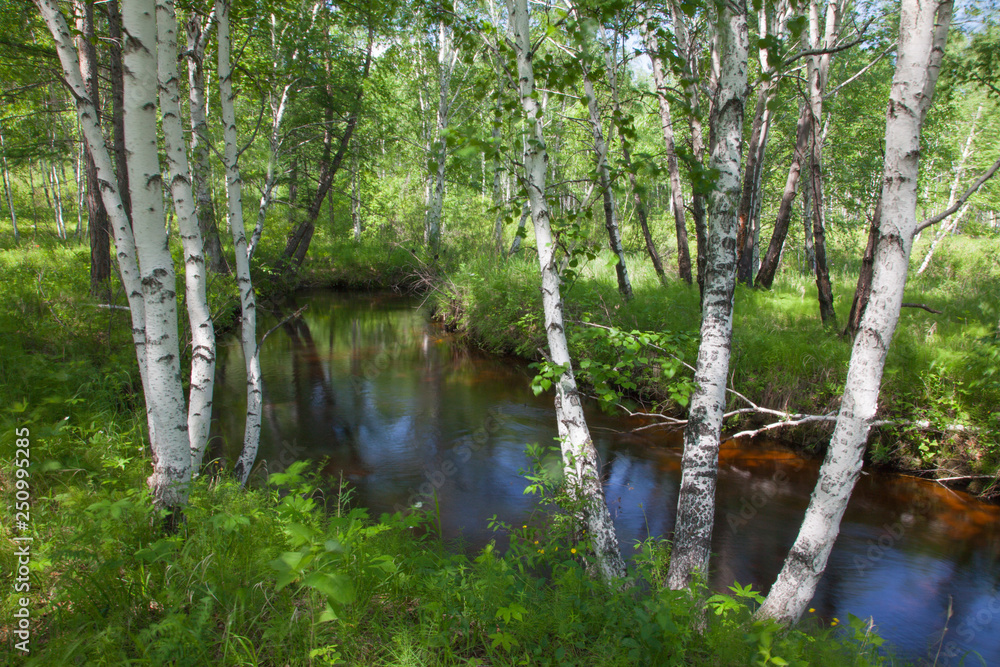 Obraz premium beautiful shady stream in a birch grove, forest stream 