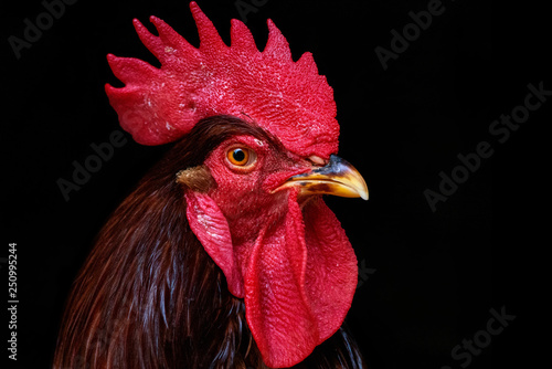 Foto Rooster Black Background