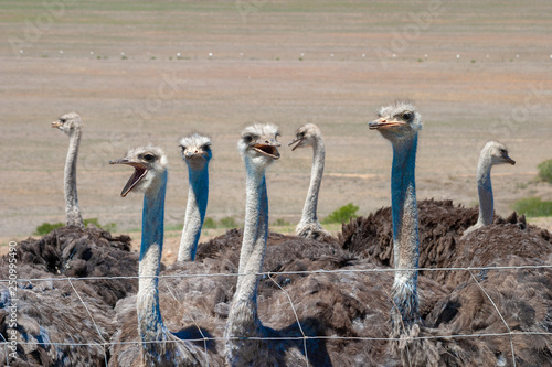 ostrich  nature of South Africa