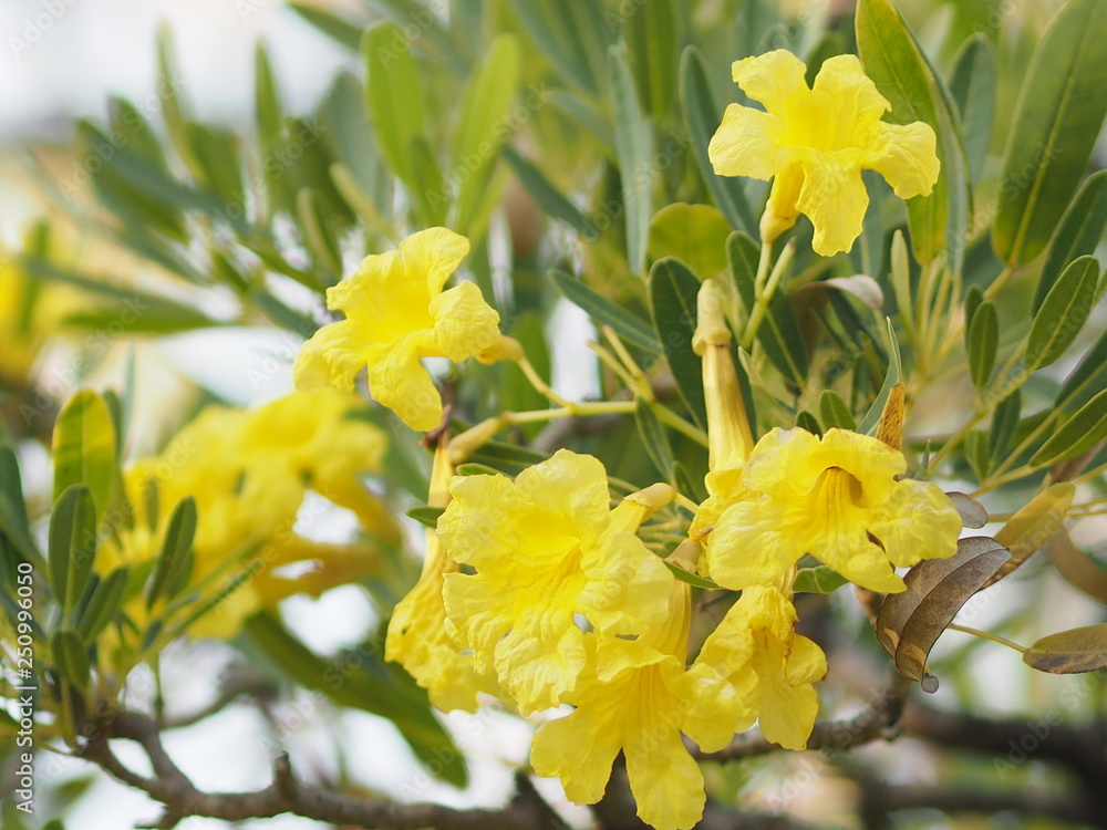 Obraz premium Nerium oleander Apocynaceae Oleander Sweet Oleander Rose Bay yellow Flower beautiful in nature