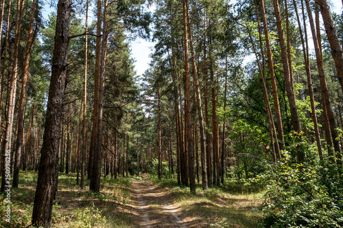 Pine forest on a sunny day, a dirt road in the forest, a trail in the forest