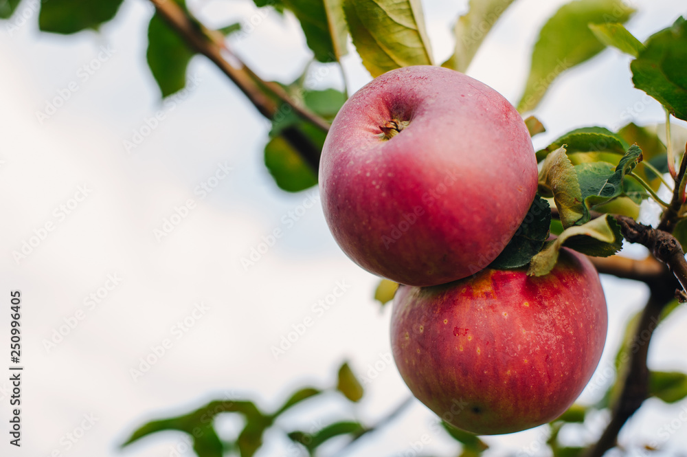Branch of red apples Branch of red apples