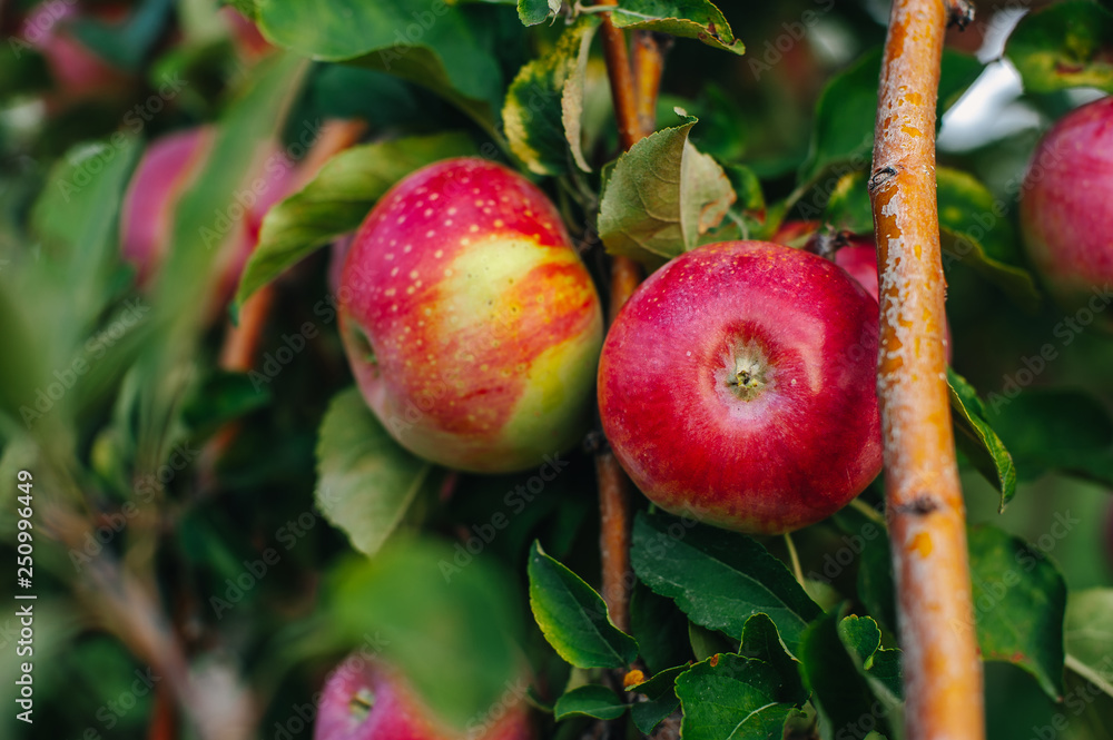 Branch of red apples Branch of red apples