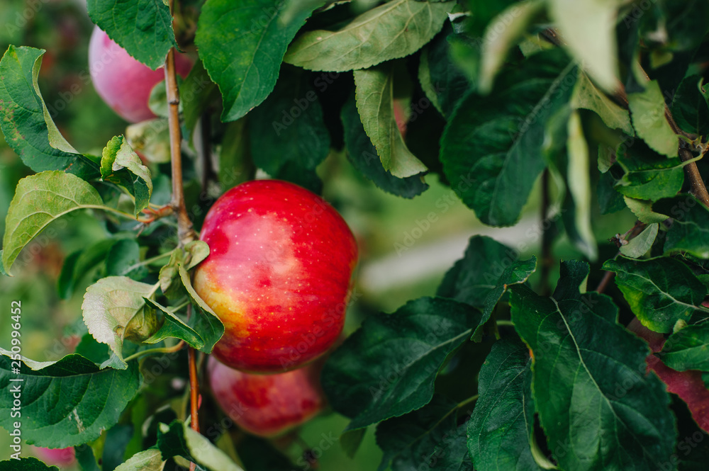 Branch of red apples Branch of red apples