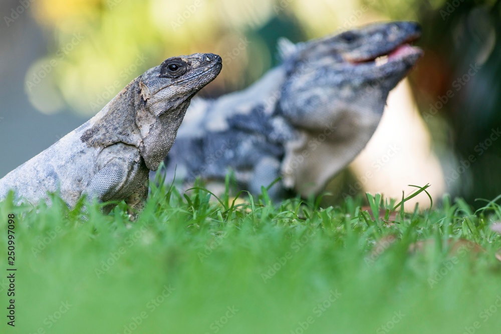 Obraz premium A scaley iguana and it’s mate basking on the grass in the sun and shadows on the Yacatan in the Riviera in Mexico looking for food