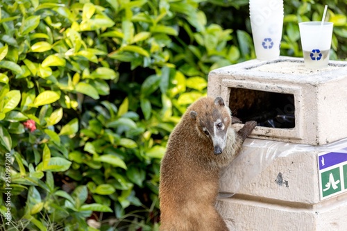 Cute and cuddly Coati or coatimundi scavenging for food and climbing in a bin or trashc can in Mexico in an all inclusive beach resort