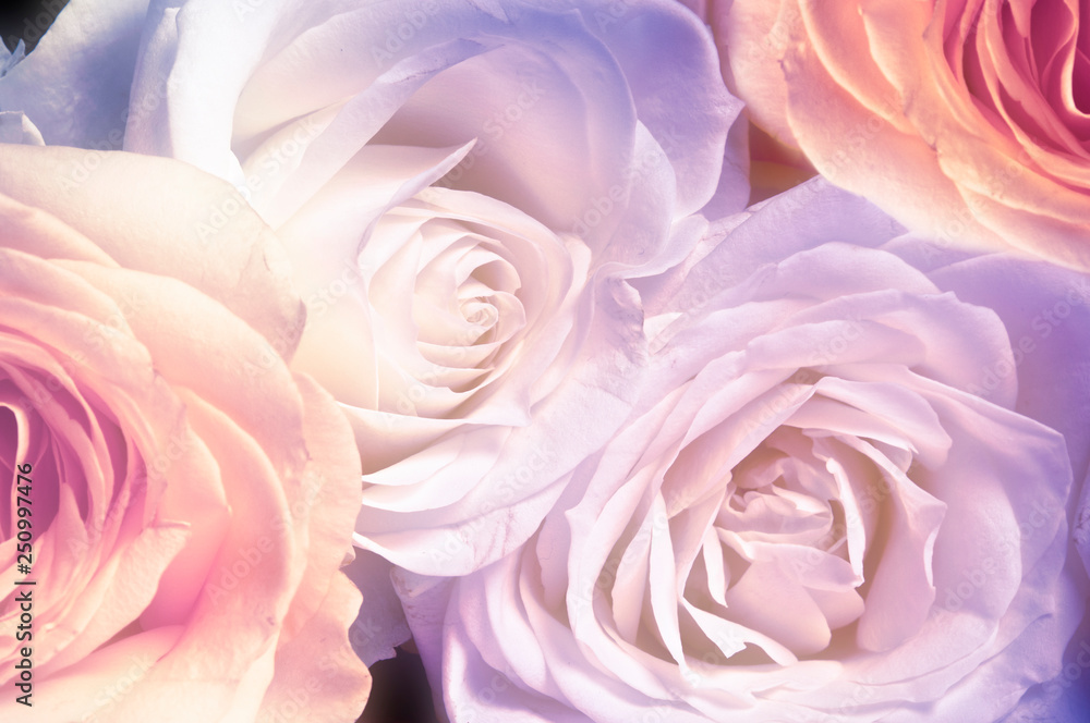 bouquet bunch of romantic roses flowers 