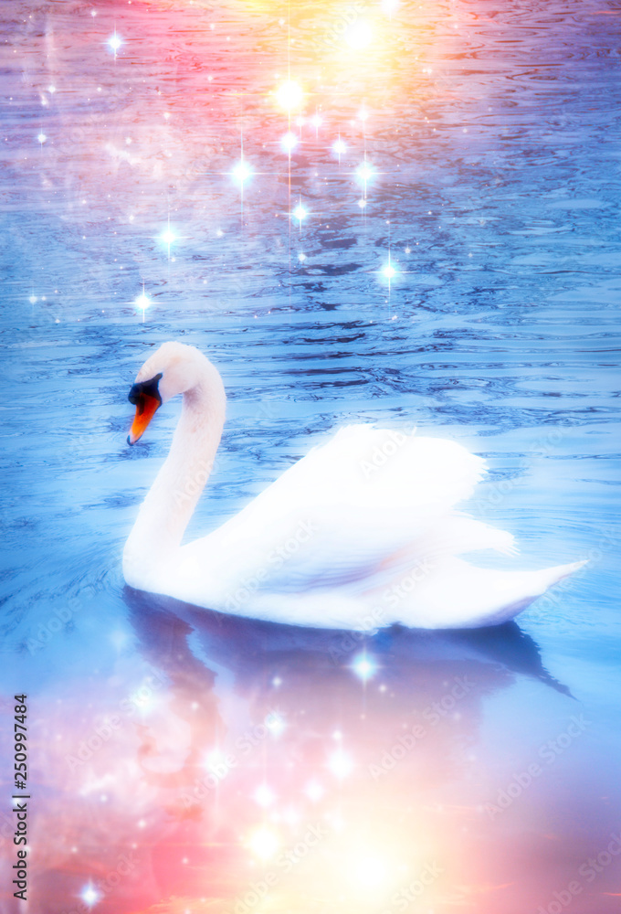 Fototapeta premium romantic landscape with swan on river lake in magical atmosphere of sunset