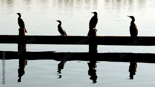 Foto silhouettes of birds