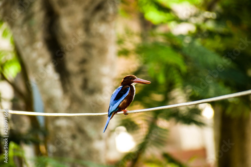 kingfisher © Prakash