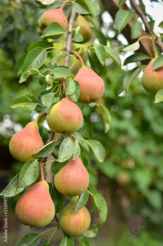 Beautiful bunch of ripe juicy pears growing on the tree.