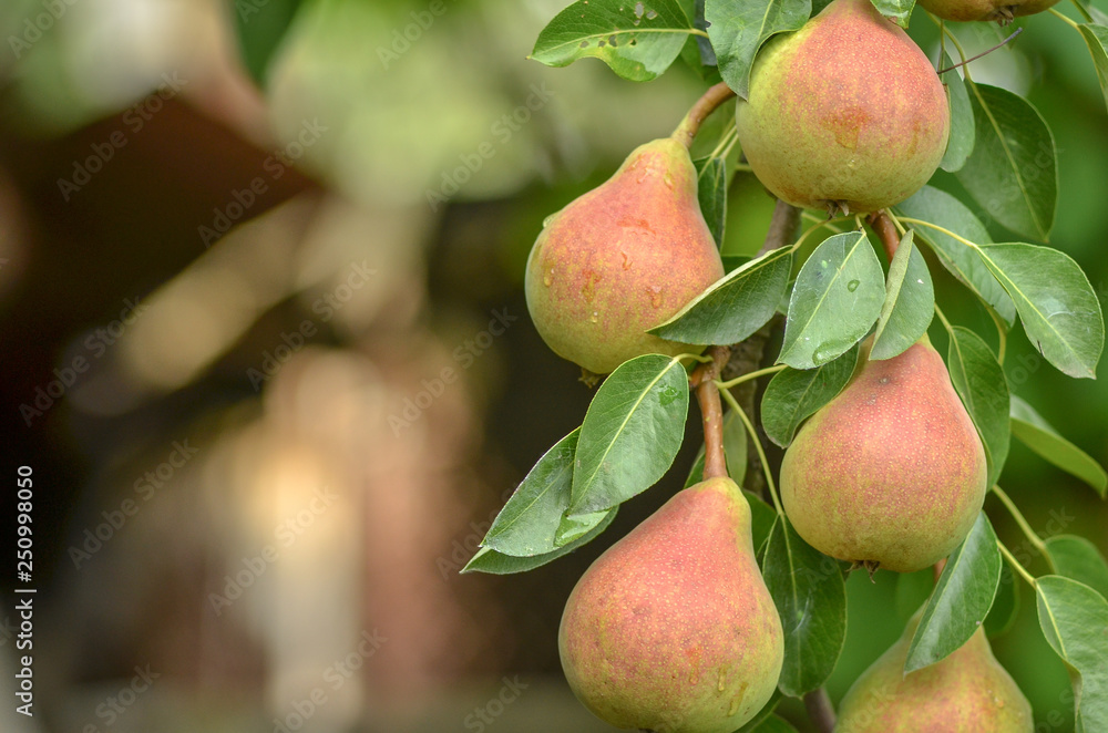 Close up of bunch of ripe juicy pears growing on the tree. Close up of bunch of ripe juicy pears growing on the tree.