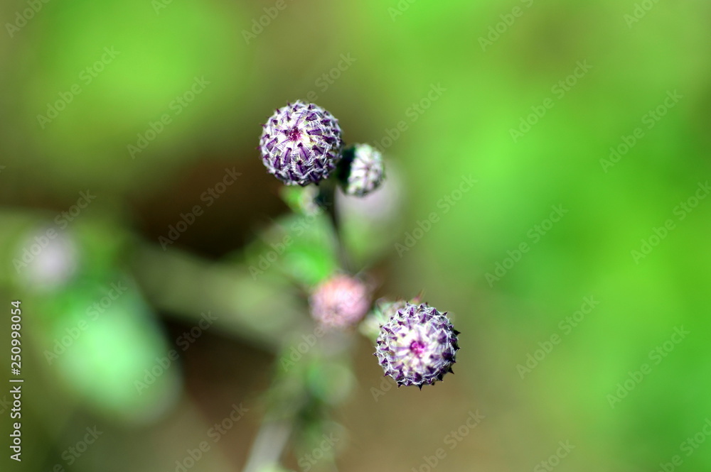 Lila Knospen Lila Knospen