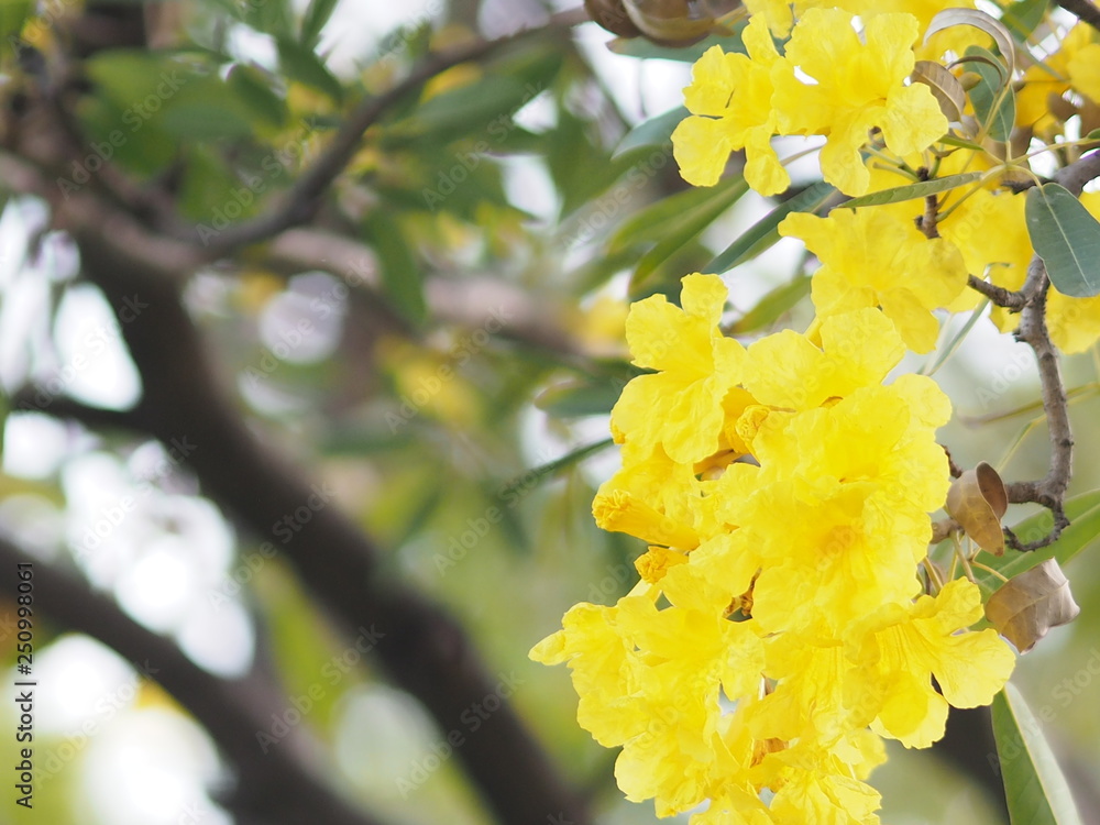 oleander Apocynaceae Oleander Sweet Oleander Rose Bay yellow Flower beautiful in nature oleander Apocynaceae Oleander Sweet Oleander Rose Bay yellow Flower beautiful in nature