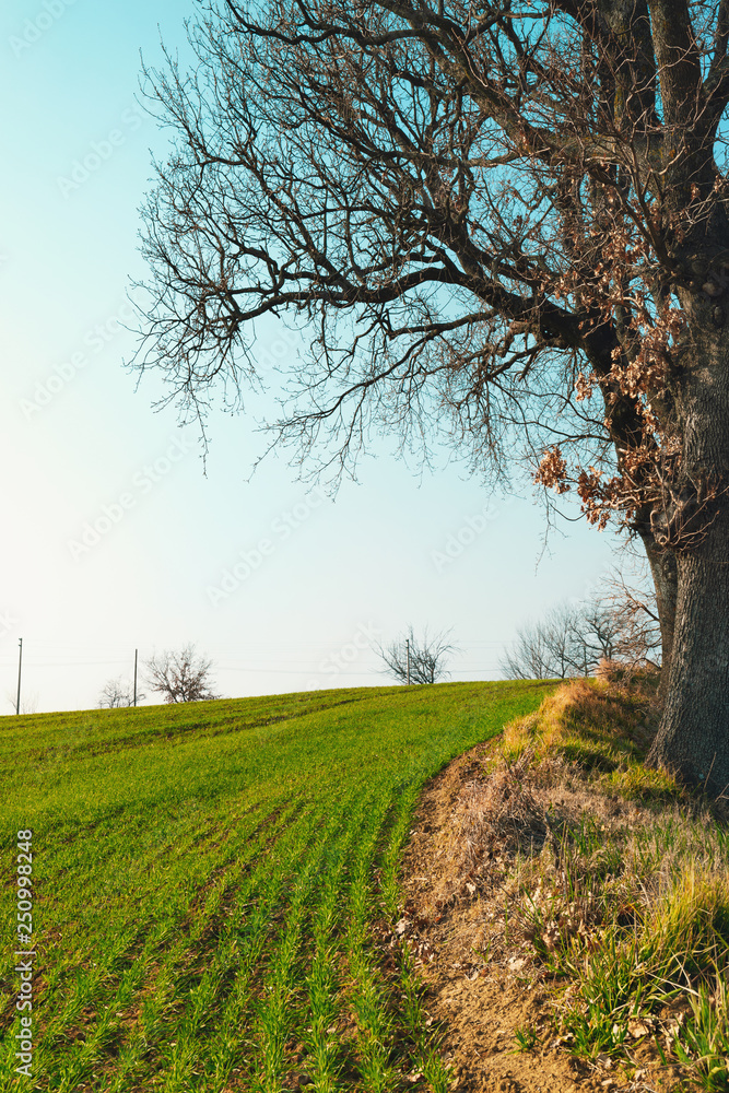 Green wheat field and clear sky, landscape Green wheat field and clear sky, landscape