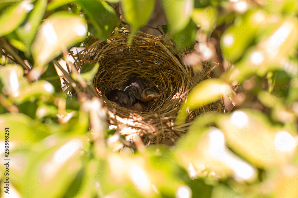 yellow vented bulbul two squab chick birds three days old without feathers in the nest yellow vented bulbul two squab chick birds three days old without feathers in the nest