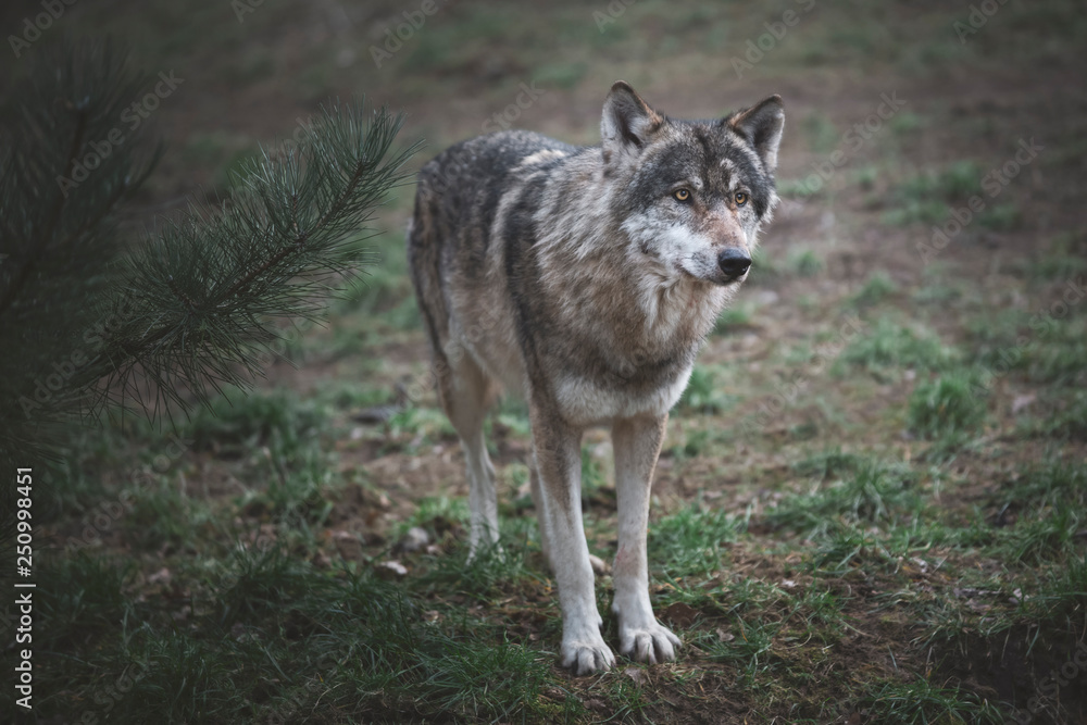 Europäischer Grauwolf Canis lupus lupus