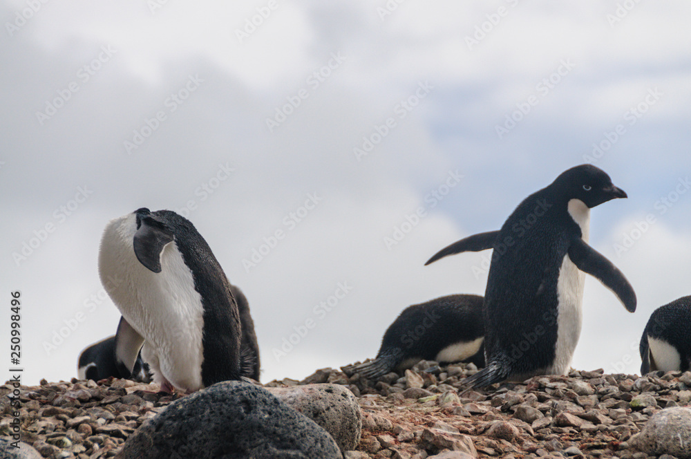 Fototapeta premium Adelie Penguins on Paulet Island