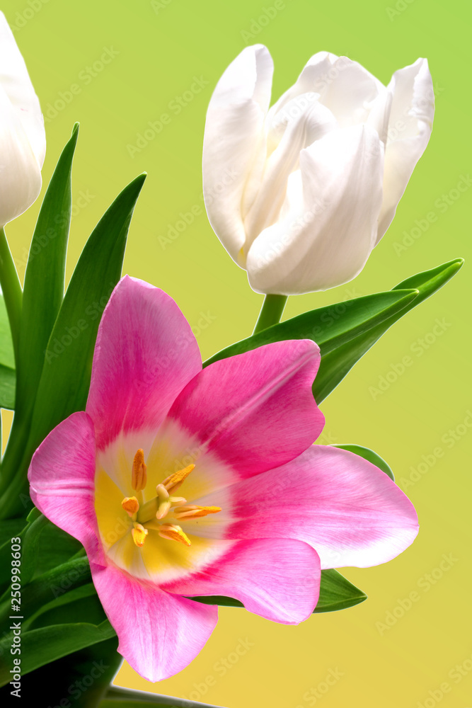 Naklejka premium isolated, flower, spring, white, bouquet, background, green, blossom, nature, tulip, floral, beauty, petal, beautiful, holiday, bloom, decoration, closeup, yellow, red, plant, colorful, valentine, pin