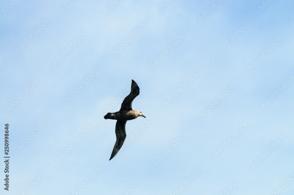 A Southern Giant Petrel in Flight A Southern Giant Petrel in Flight
