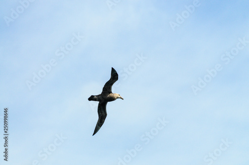 A Southern Giant Petrel in Flight