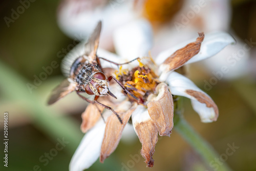 Tetanocera arrogans - marsh fly  on a withered flower photo