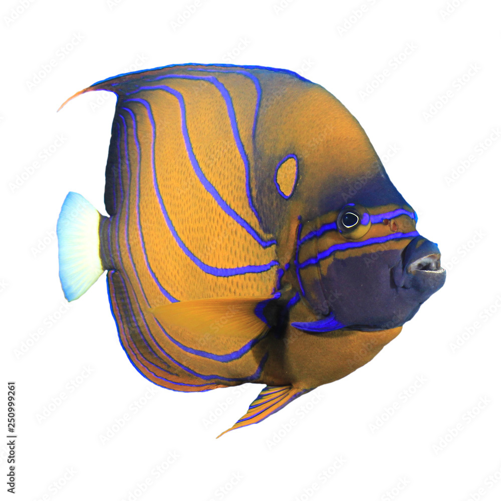 Blue Ringed Angel Fish Information and Picture | Sea Animals