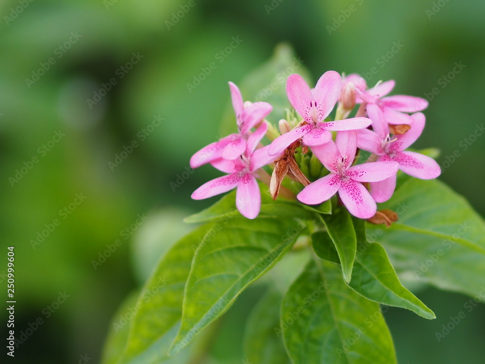 Violet flower Pseuderanthemum andersonii Lindau Acanthaceae beautiful bouquet blur background Violet flower Pseuderanthemum andersonii Lindau Acanthaceae beautiful bouquet blur background