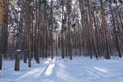 Winter forest landscape with high pines in the snow.