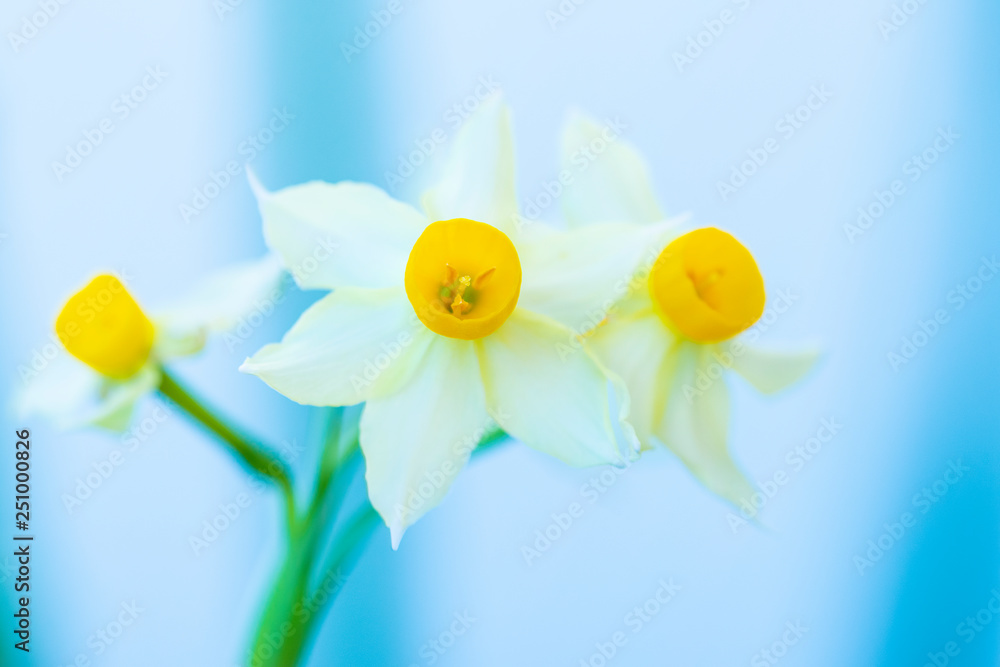 Three yellow and white narcissus flowers