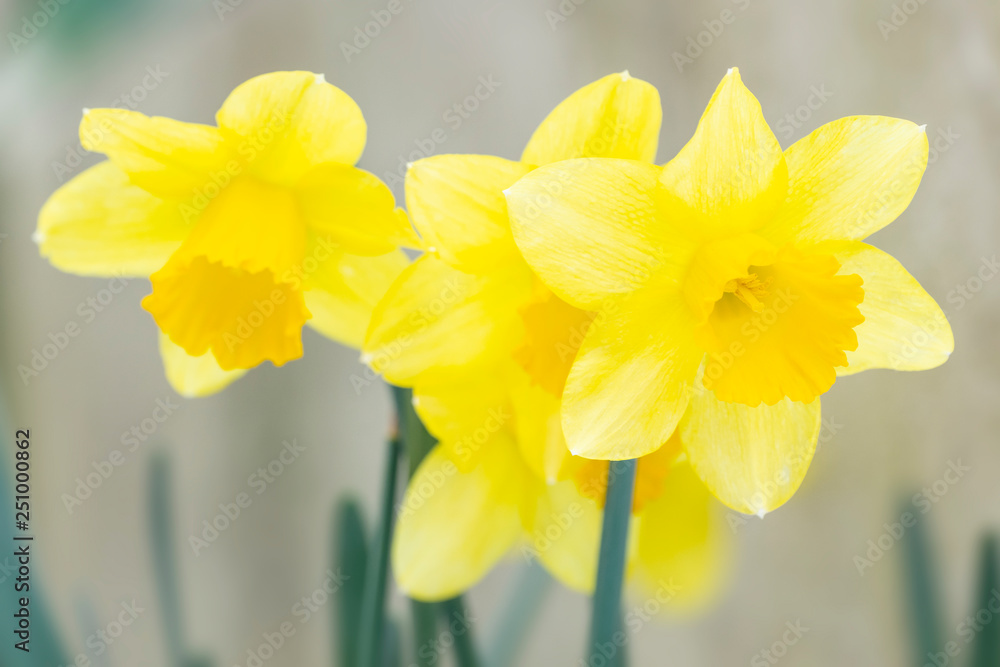 Four yellow narcissus flowers