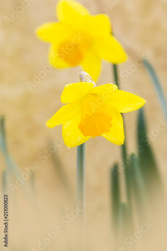 Obraz na płótnie Two yellow narcissus flowers w salonie