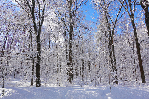 Beautiful winter Christmas landscape. Frozen trees in white frost. Blue clear sky.