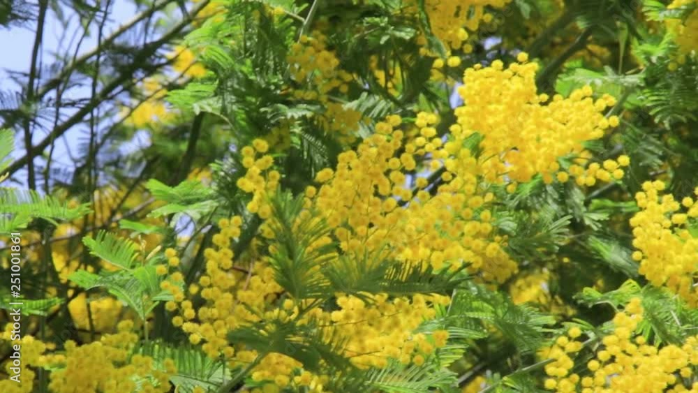 Blooming live branches of mimosa on a tree in the park. On a sunny day. Fluttering in the wind Blooming live branches of mimosa on a tree in the park. On a sunny day. Fluttering in the wind