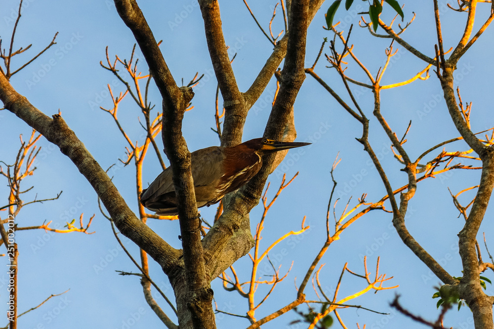 snake neck bird in Madidi Park. Beni region, Pampas de Yacuma, Bolivia.