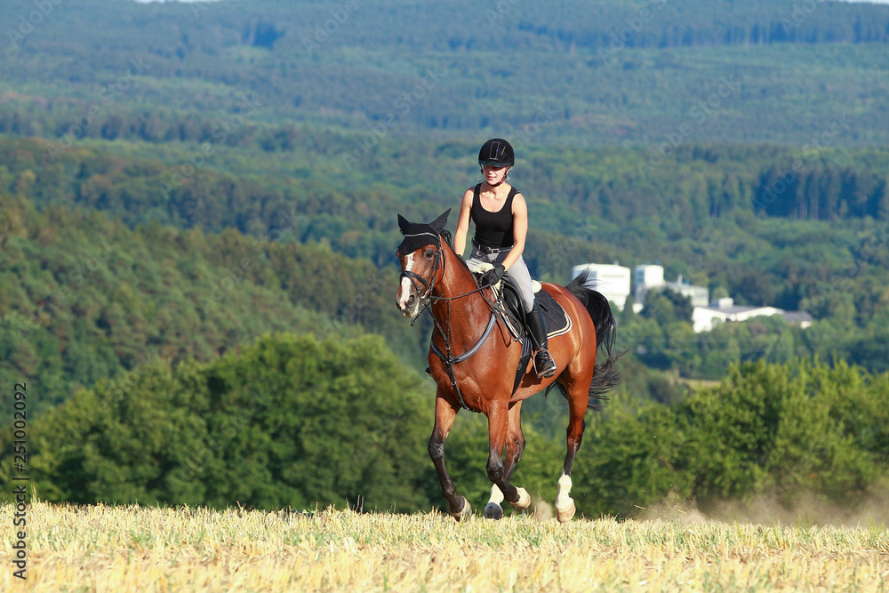 Young horse woman rides young horse on a harvested field in various gaits. Young horse woman rides young horse on a harvested field in various gaits.