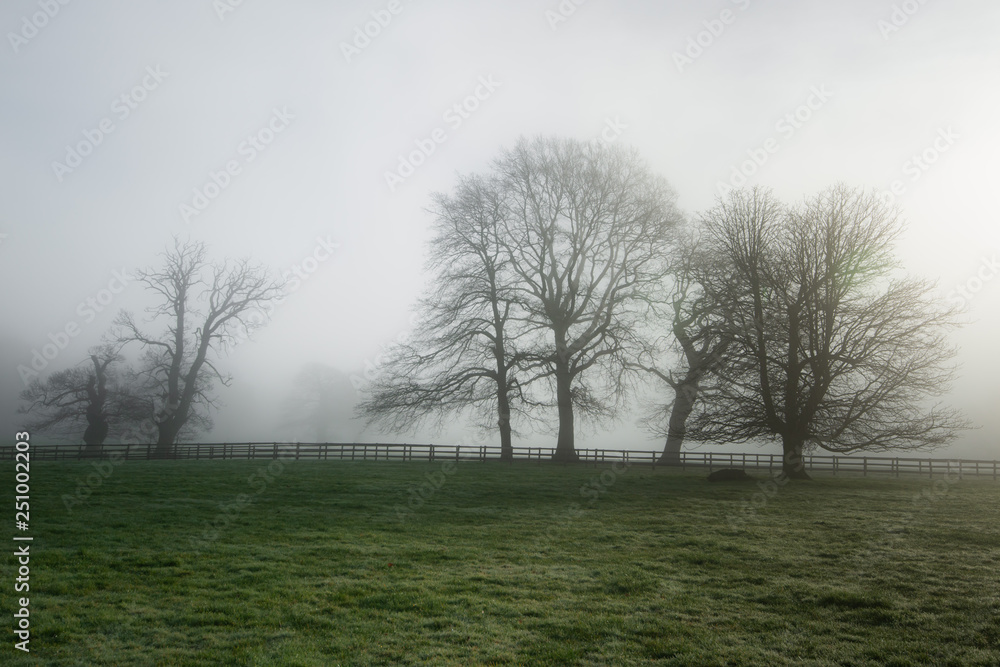 Old oak tree an English misty meadow. Old oak tree an English misty meadow.