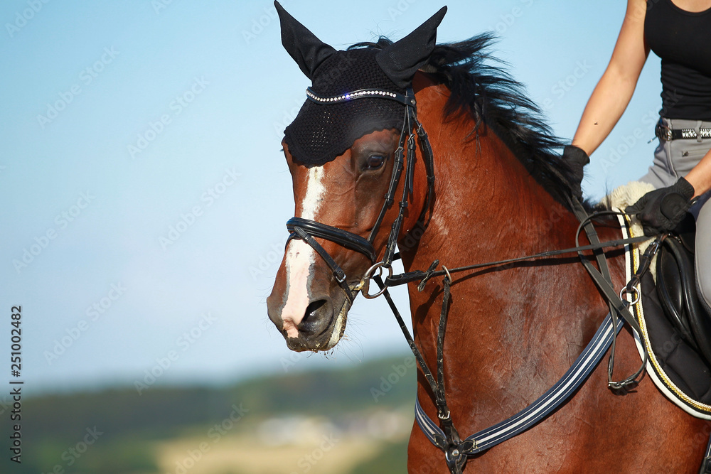 Obraz premium Young horse in close-up, head portraits with rider on a field.