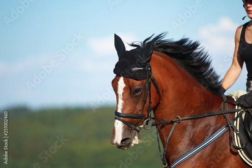Young horse in close-up, head portraits with rider on a field.