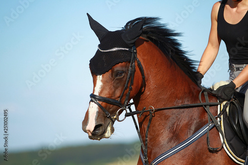 Young horse in close-up, head portraits with rider on a field. © RD-Fotografie