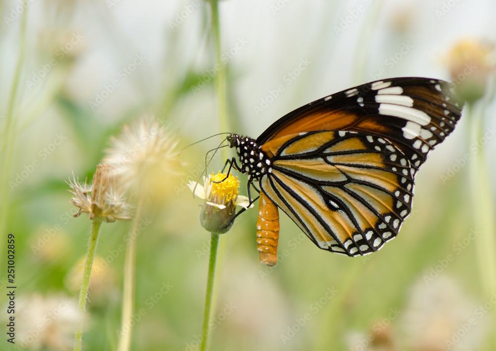 Common Tiger butterfly Common Tiger butterfly
