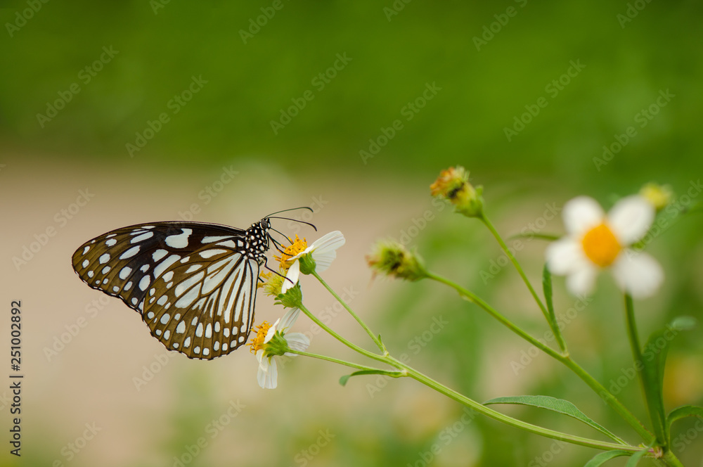Fototapeta premium Broad Blue Tiger butterfly (Tirumala limniace butterfly)