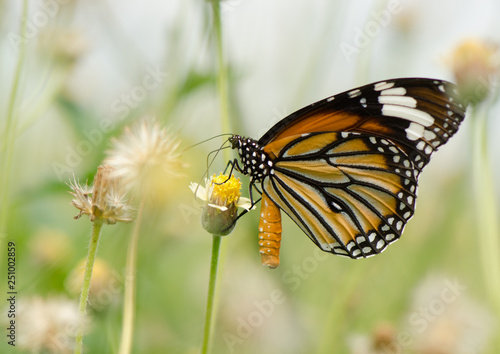 Common Tiger butterfly © tippapatt